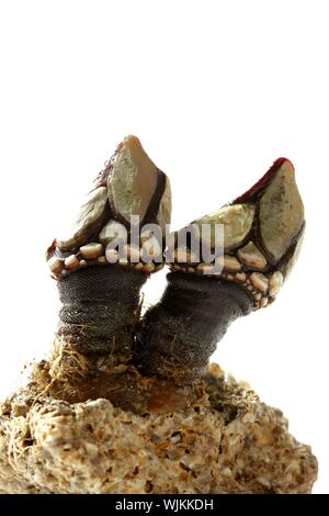 Barnacles, macro isolated over white studio background Stock Photo