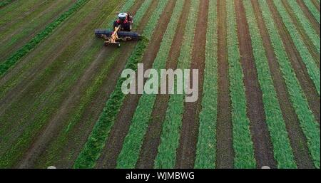 Aerial view of red Massey Ferguson 1880 tractor mowing and cutting alfalfa hay field at sunset outside Monroe, Wisconsin, USA Stock Photo