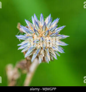A macro shot of a blue echinops bloom. Stock Photo