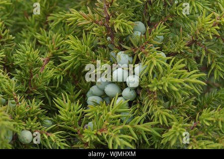Unripe juniper berries on a bush close-up Stock Photo