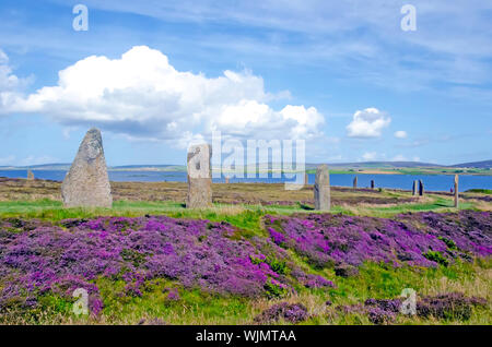 Ring of Brodgar erected 2500BC-2000BC is  the third largest stone circle in the British Isles.purple flowers Stock Photo