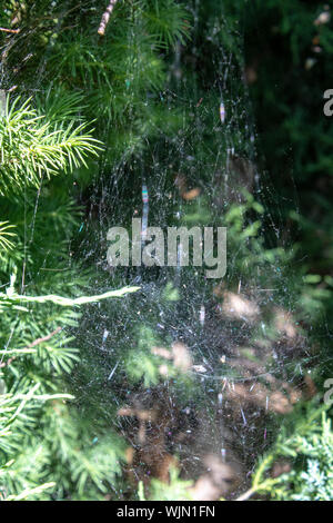 Spider web on tree. On the leaves of the pine tree. Stock Photo