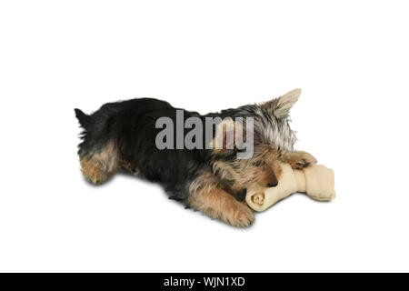 Yorkshire terrier puppy chewing on a bone on white background Stock Photo