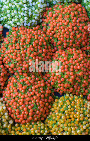 Coral Bead Plant (Nertera granadensis) close-up. They're in the pots. There are many pots. Different rents. Pulled from the top. Stock Photo