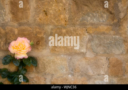 A pinkish yellow rose climbing up a stone wall. Copy space available. Wallpaper/background Stock Photo