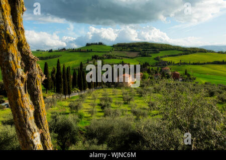 Rolling green landscape of the Tuscan countryside in Italy. Witthered tree bark in foreground Stock Photo