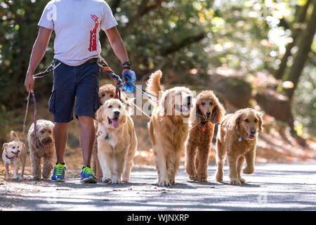 Professional dog walker and trainer Juan Carlos Zuniga taking some of his canine 'clients' out for exercise in a park. Stock Photo