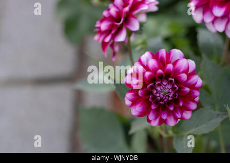 Close-up of Dahlia pinnata flower. Purple and andean tones. Blurred Background Stock Photo