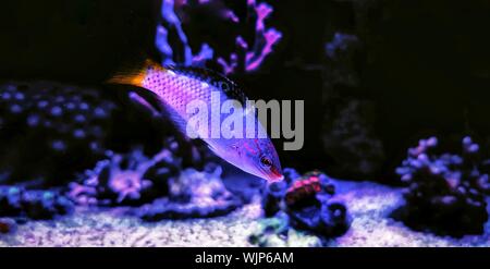 Marble Hortulanus Wrasse - (Halichoeres hortulanus) Stock Photo