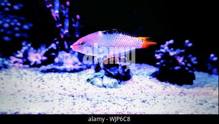 Marble Hortulanus Wrasse - (Halichoeres hortulanus) Stock Photo