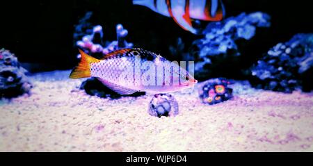 Marble Hortulanus Wrasse - (Halichoeres hortulanus) Stock Photo