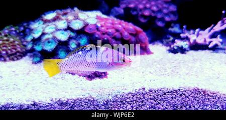 Marble Hortulanus Wrasse - (Halichoeres hortulanus) Stock Photo