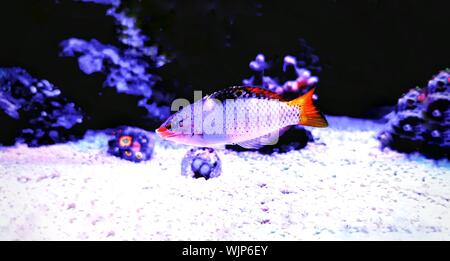 Marble Hortulanus Wrasse - (Halichoeres hortulanus) Stock Photo