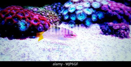 Marble Hortulanus Wrasse - (Halichoeres hortulanus) Stock Photo