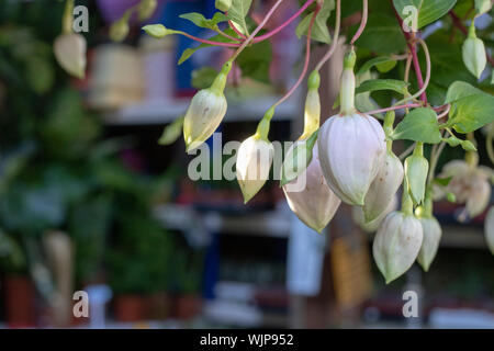 White fairy lantern (Colochortus albus) flower close up shoot. Stock Photo