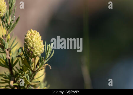 Close-up of Narrow Leaf crimson clover plant. Stock Photo
