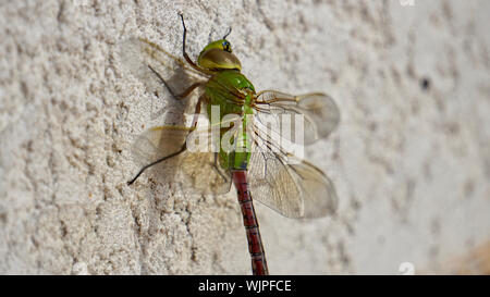 Anisoptera Anax junius, Green Darner female dragonfly, or damselfly, or common green darner. Winged insect on white stucco surface. Stock Photo
