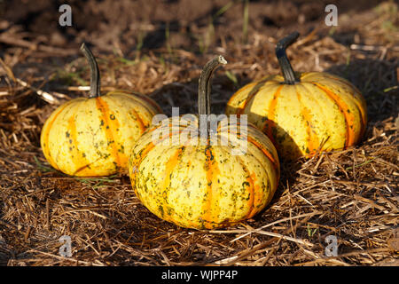 Beautiful halloween pumpkins on straw at sunset, fall display Stock Photo
