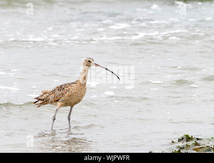One long billed curlew foraging for food on the banks of a wetland in Northern California. Waves coming on beach Stock Photo