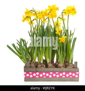 Wooden crate with yellow daffodils isolated over white background Stock Photo