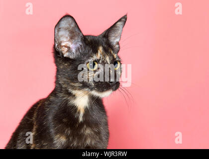 Profile portrait of an adorable tortoiseshell kitten looking to viewers right with large eye pupils, pink background with copy space. Stock Photo
