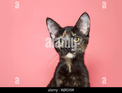 Profile portrait of an adorable tortoiseshell kitten looking towards viewer with large eye pupils, pink background with copy space. Stock Photo