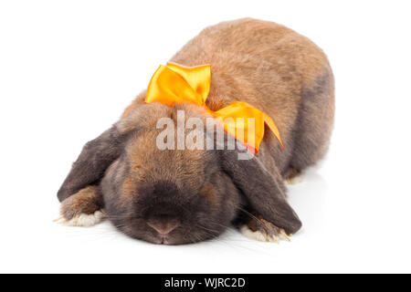 rabbit isolated on a white background Stock Photo