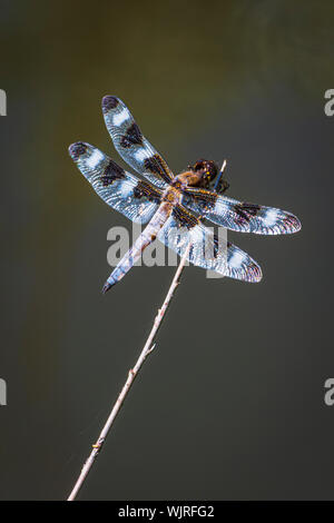Twelve-Spotted skimmer dragonfly (Libellula pulchella) resting on willow stem in pond, Castle Rock Colorado US. Photo taken in July. Stock Photo