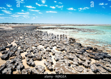 An image of the Stromatolites in Australia Stock Photo