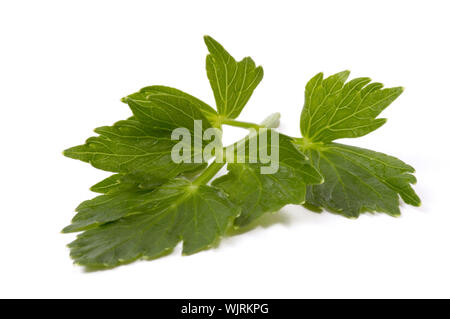 fresh lovage isolated on the white background Stock Photo