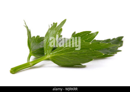 fresh lovage isolated on the white background Stock Photo
