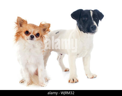 puppy chihuahua and jack russel terrier in front of white background Stock Photo
