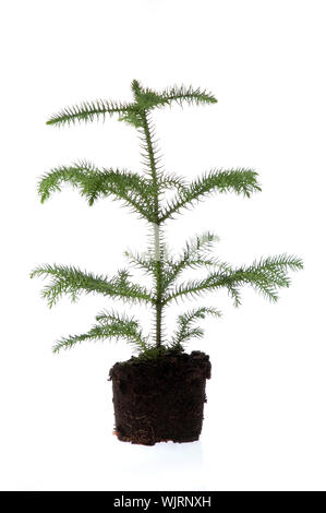 Growing araucaria pine in soil Stock Photo