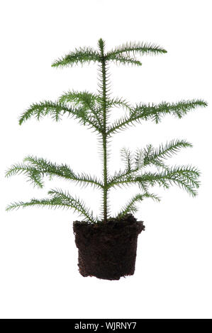 Growing araucaria pine in soil Stock Photo