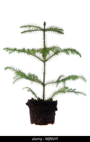 Growing araucaria pine in soil Stock Photo