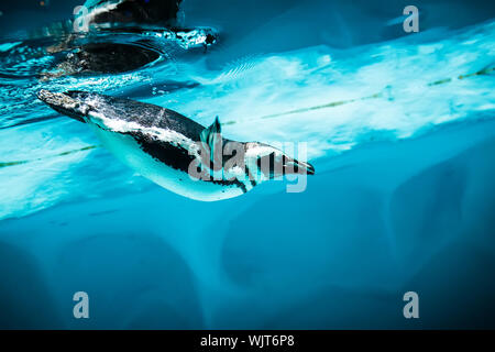 Humboldt Penguin (Spheniscus humboldti) also termed Peruvian Penguin, or Patranca, swimming in the clear water. Stock Photo