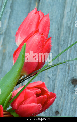 Three Spring Magenta Tulips with Green Grass isolated on Grey Wooden background Stock Photo