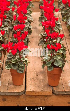Violets arranged in clay pots in rows on a flower fair Stock Photo