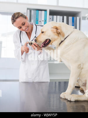 Dog getting claws trimmed by female vet in clinic Stock Photo