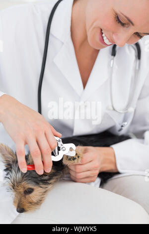 Cute dog getting claws trimmed by female vet in clinic Stock Photo