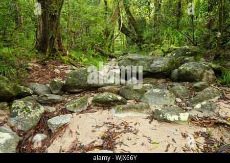 Mossman, Queensland, Australia. Small dry stream bed in the lush wet rain forest of Mossman Gorge at Mossman in tropical Far North Queensland. Stock Photo