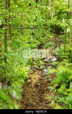 Mossman, Queensland, Australia. Small stream in the lush wet rain forest of Mossman Gorge at Mossman in tropical Far North Queensland. Stock Photo