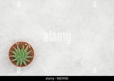 Cactus and notebook on the office table, grey concrete background, flat lay Stock Photo