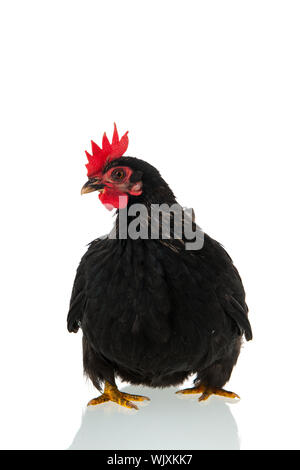 black chicken isolated over white background Stock Photo