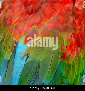 Greenwinged Macaw feathers Stock Photo