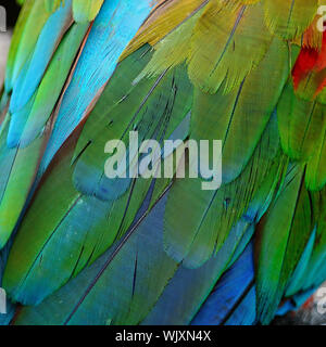 Greenwinged Macaw feathers Stock Photo