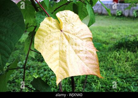 A Big And Old Yellow Leaf On The Plant Stock Photo