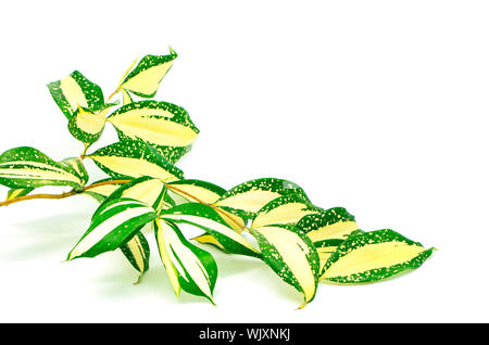 Foliage leaves of dracaena, Gold Dust dracaena or Spotted dracaena, stripped form, isolated on a white background Stock Photo