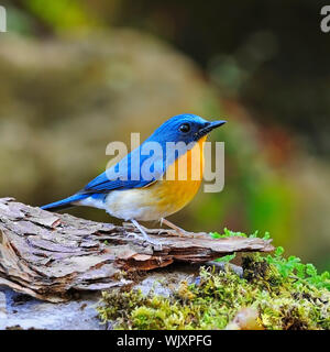 Colorful blue bird, male Hill Blue Flycatcher (Cyornis banyumas), standing on the log Stock Photo