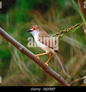 Colorful Yellow-eyed Babbler bird (Chrysomma sinense), standing on a branch, side profile Stock Photo